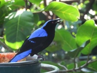 image of animal