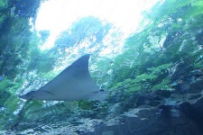 image of stingray