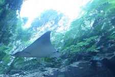 image of stingray #16