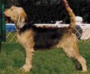image of otterhound