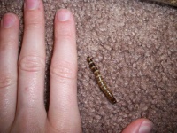 image of animal