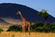 image of savanna