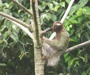 image of three_toed_sloth