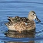 image of teal_duck #34