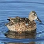 image of bird