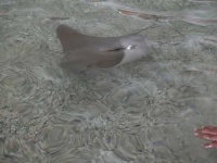 image of stingray