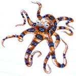 image of octopus