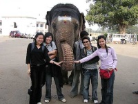 image of indian_elephant