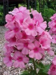 image of flower