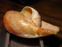 image of conch