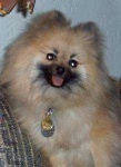 image of pomeranian #25