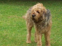 image of otterhound