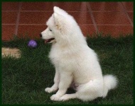 image of samoyed