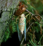 image of cicada