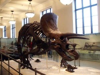 image of triceratops