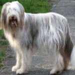 image of bearded_collie #13
