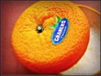 image of orange