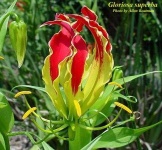 image of flower