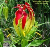 image of fire_lily #16