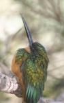 image of jacamar