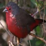 image of bird