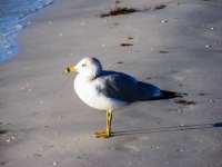 image of seagull