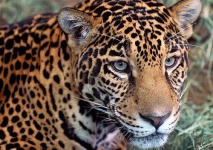 image of jaguar