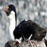 image of bird
