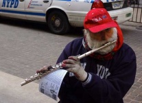 image of flute