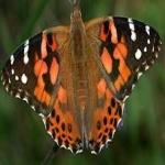 image of animal