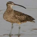 image of whimbrel #6