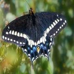 image of animal