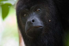 image of howler_monkey