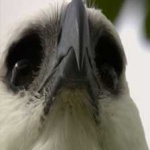 image of bird