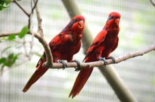 image of lory