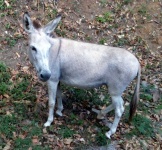 image of animal