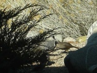 image of quail