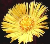 image of flower