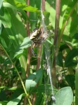 image of black_and_gold_garden_spider #25