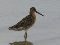 image of dowitcher