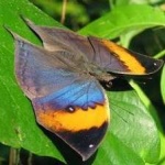 image of orange_butterfly #4