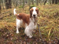 image of welsh_springer_spaniel
