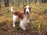 image of welsh_springer_spaniel #6