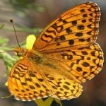 image of animal