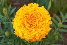 image of flower