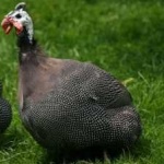 image of bird