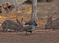 image of quail