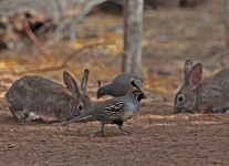 image of quail #19