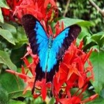 image of animal