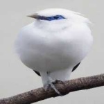 image of bird